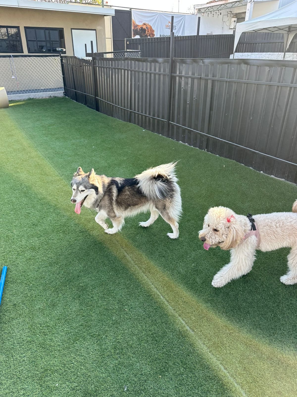 Perritos jugando en el pasto